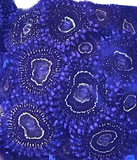 Indestructible Stratosphere Zoanthid