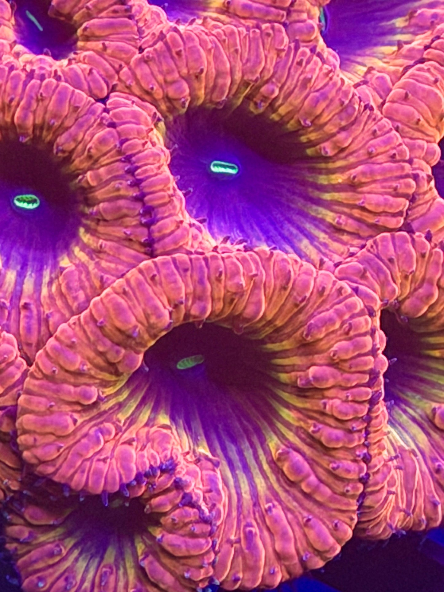 Rainbow Blasto Colony