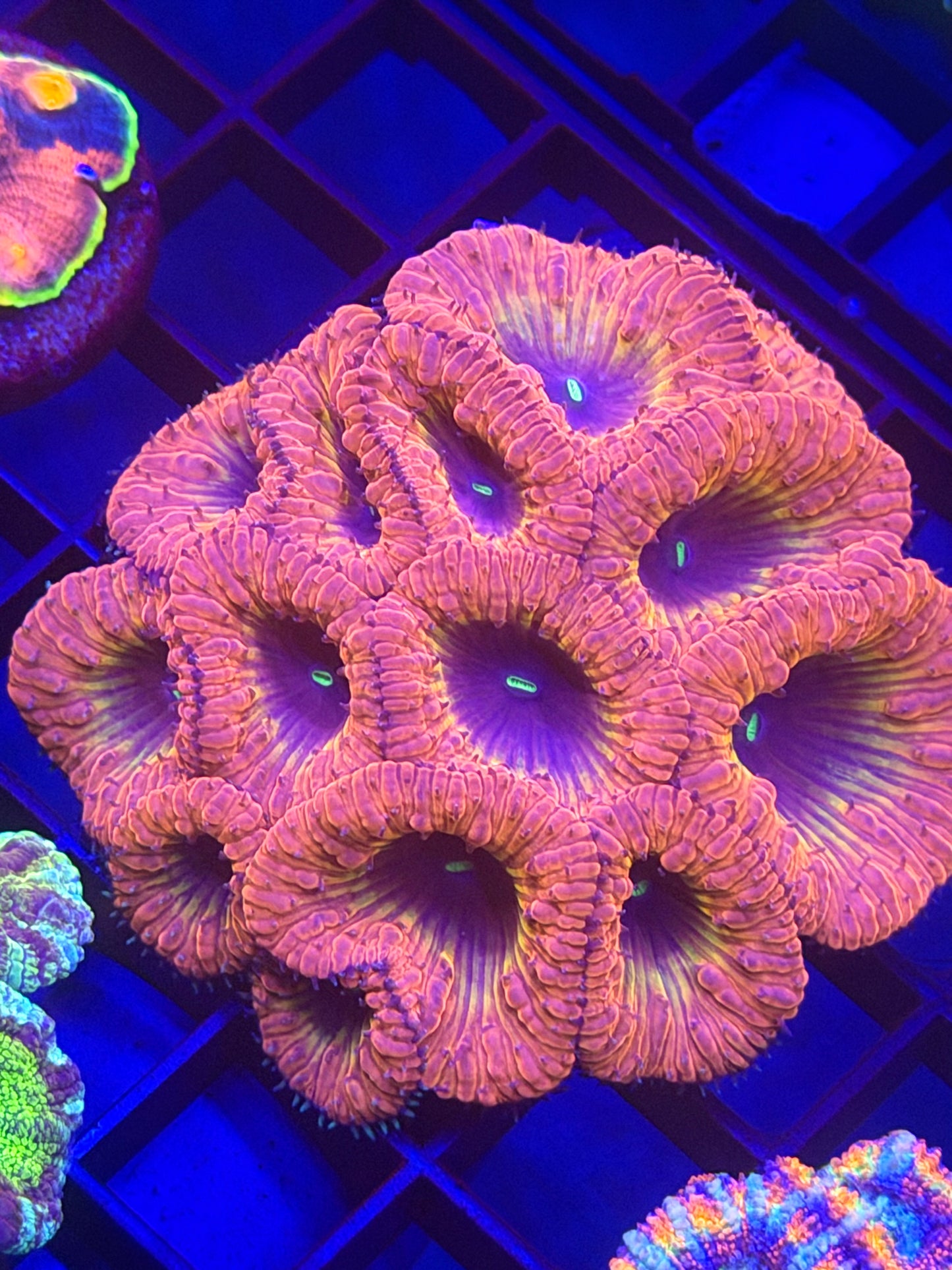 Rainbow Blasto Colony