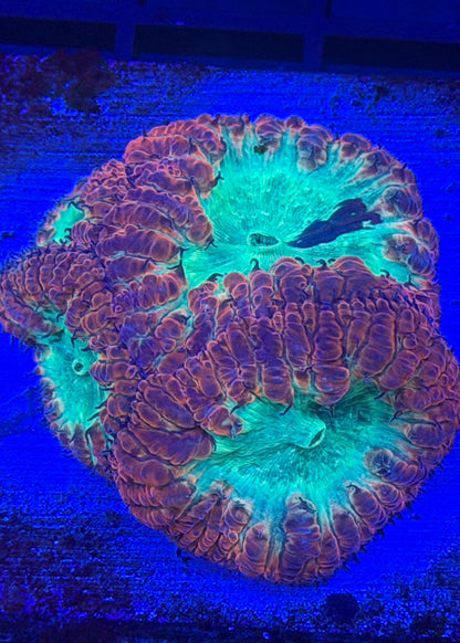 Grafted TPZ Mermaid Blasto Mini Colony