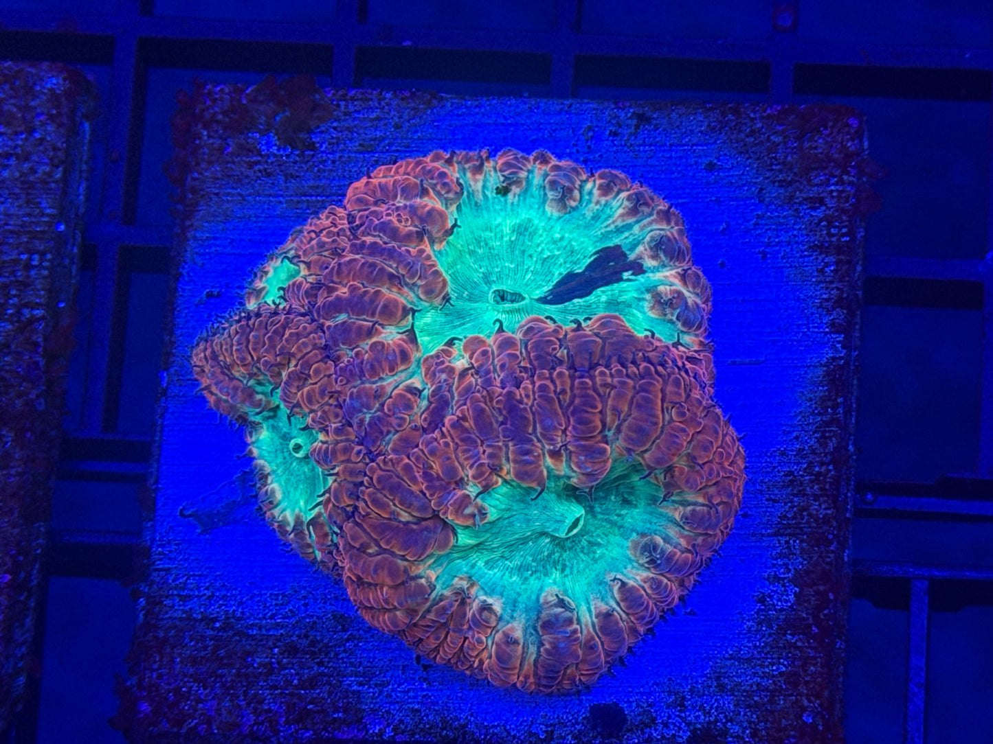 Grafted TPZ Mermaid Blasto Mini Colony