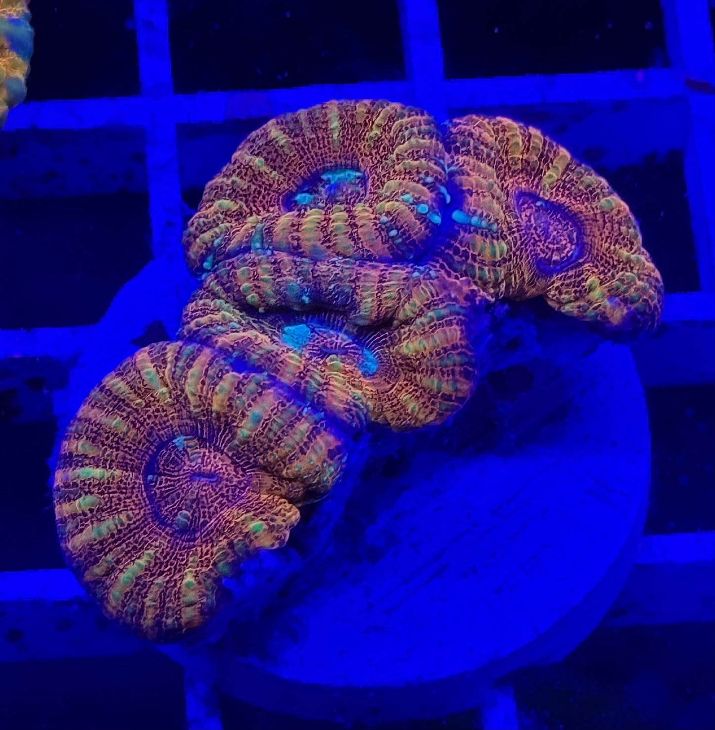 Micromussa Pacifica Mini Colony