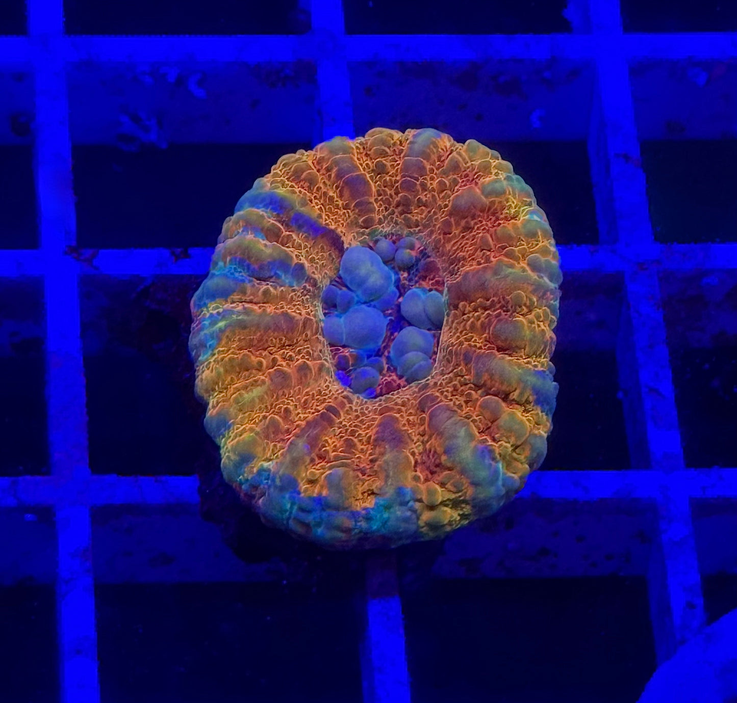 Master Micromussa Pacifica