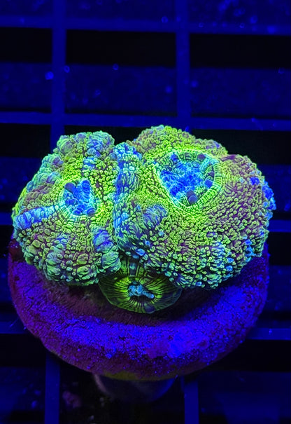 Disco Ball Glitter Acan