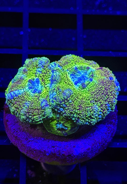 Disco Ball Glitter Acan