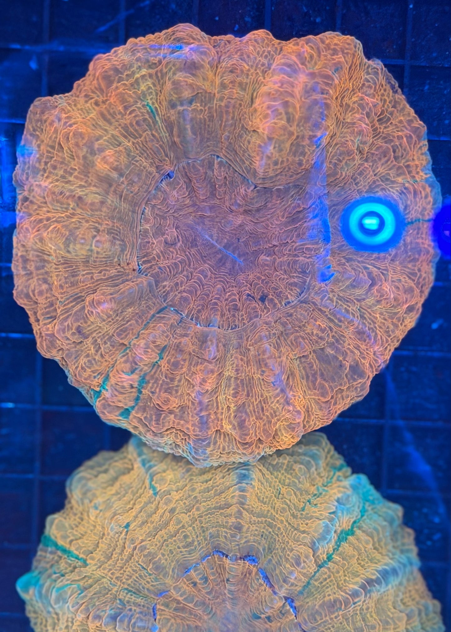 Orange Metallic Acantho