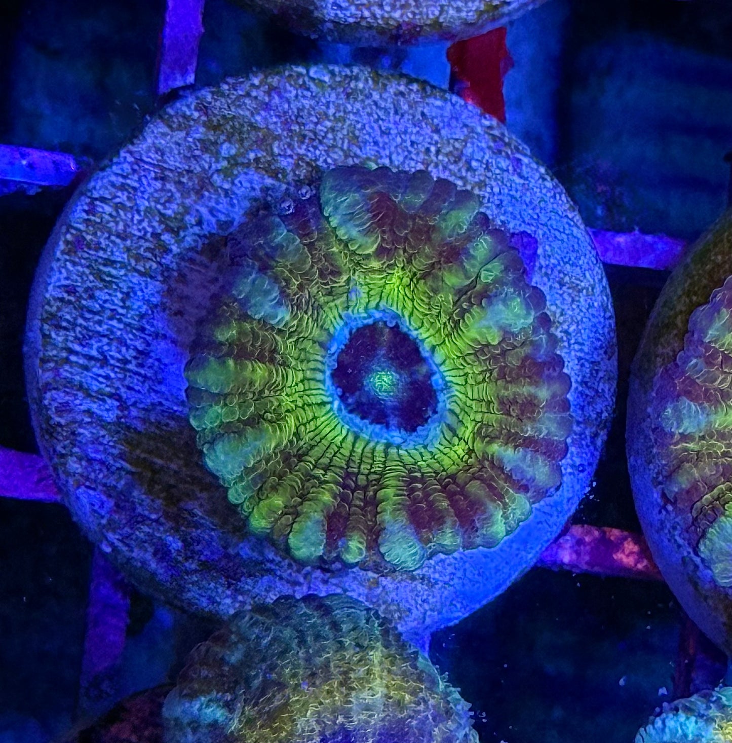 Bridezilla Glitter Acan