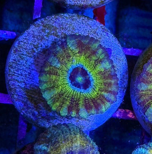 Bridezilla Glitter Acan