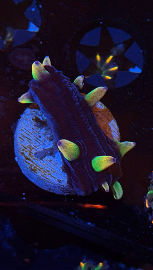 Nightmare Cycloseris