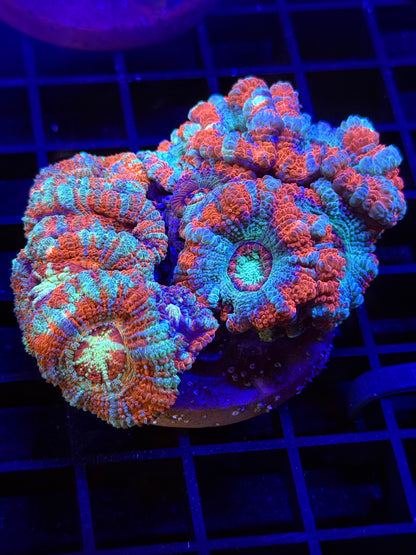 Asian Acan Garden