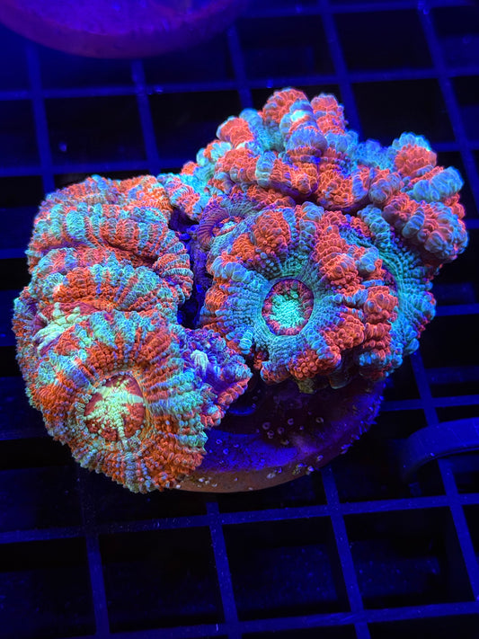 Asian Acan Garden