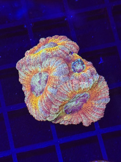 Grave Digger Hologram (Orange Glitter) Acan