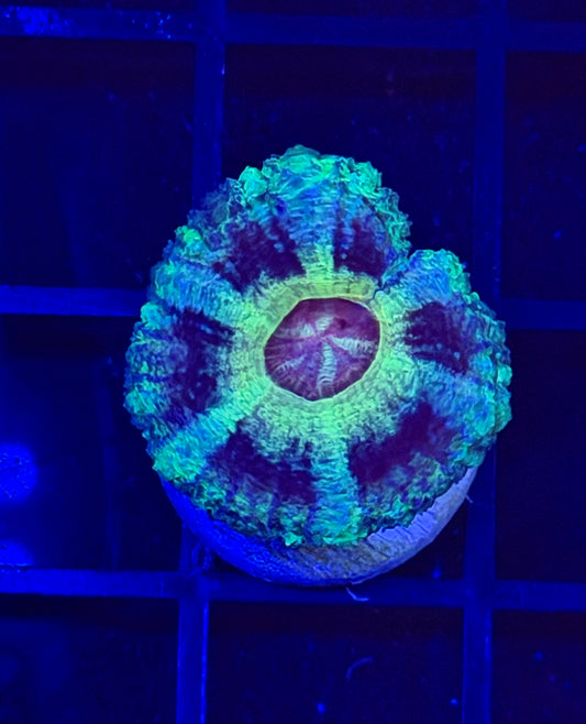 Watermelon Ice Asian Acan