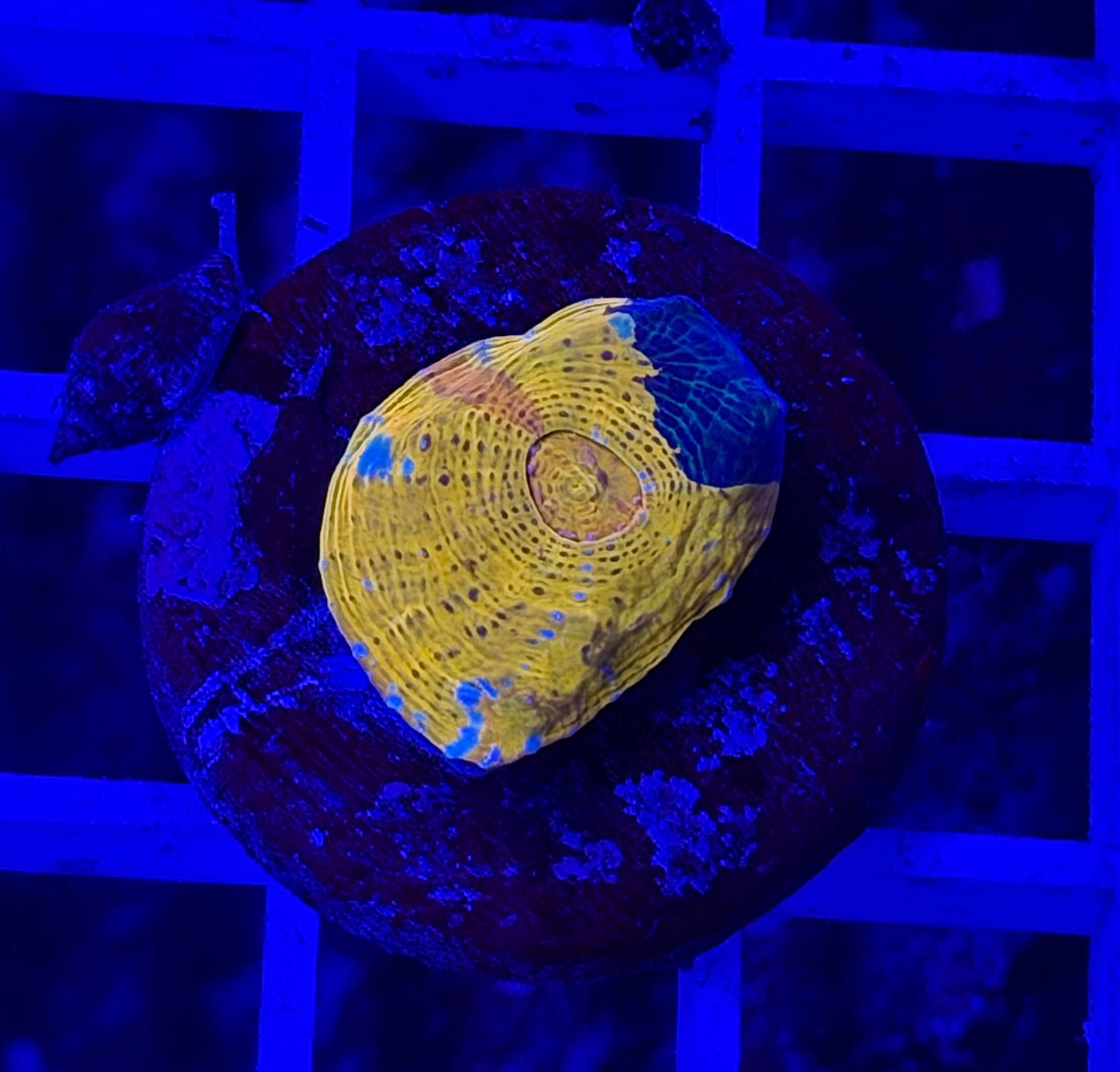 Stained Glass Chalice