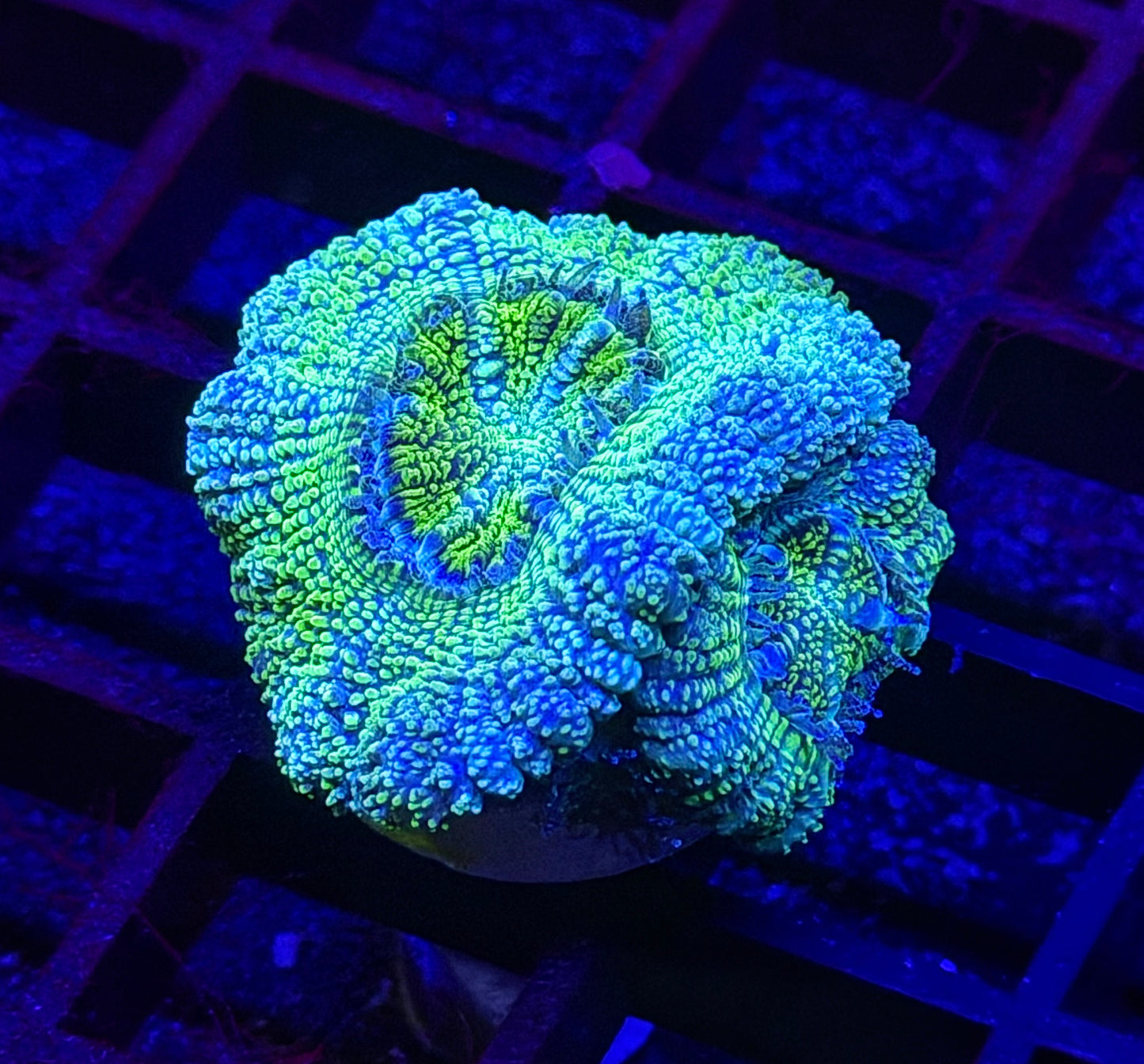 Limoncello Glitter Asian Acan