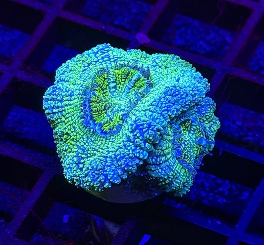 Limoncello Glitter Asian Acan