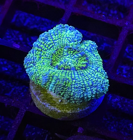 Limoncello Glitter Asian Acan