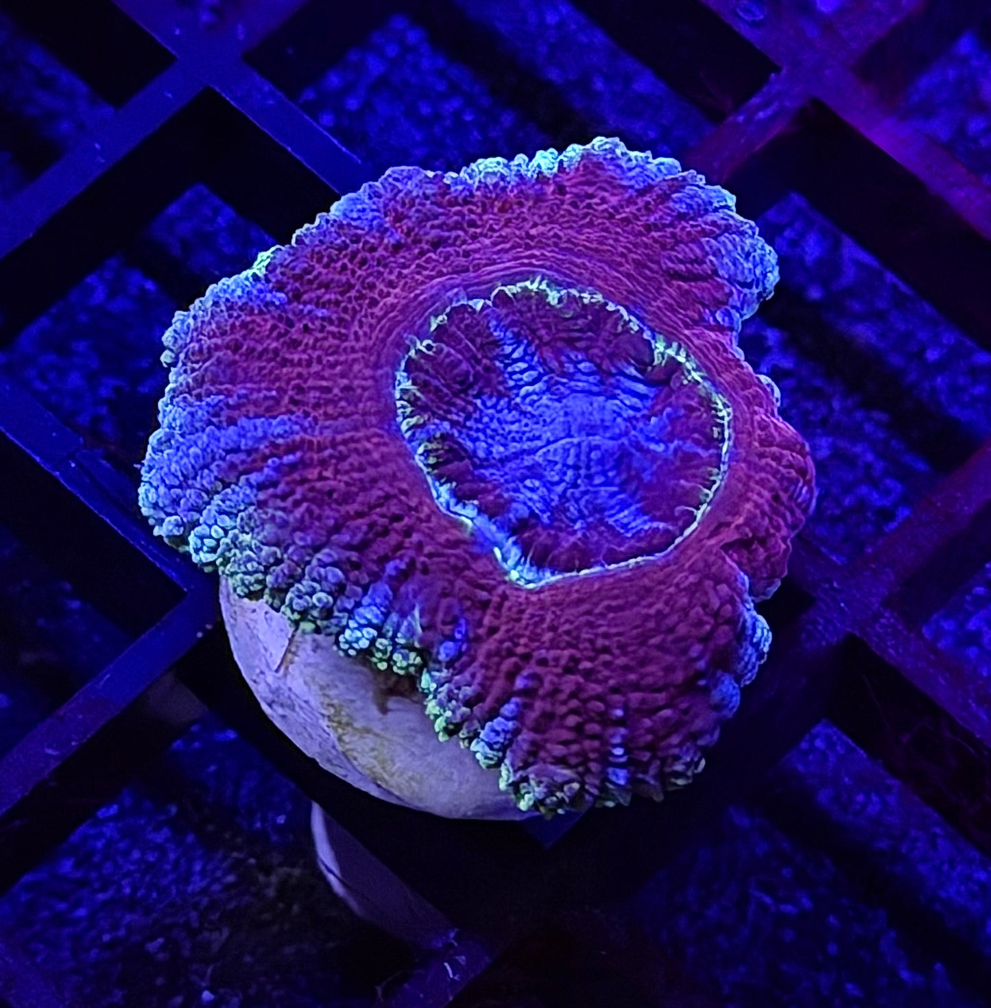 Imperial Glitter Asian Acan