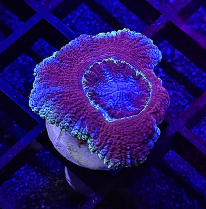 Imperial Glitter Asian Acan