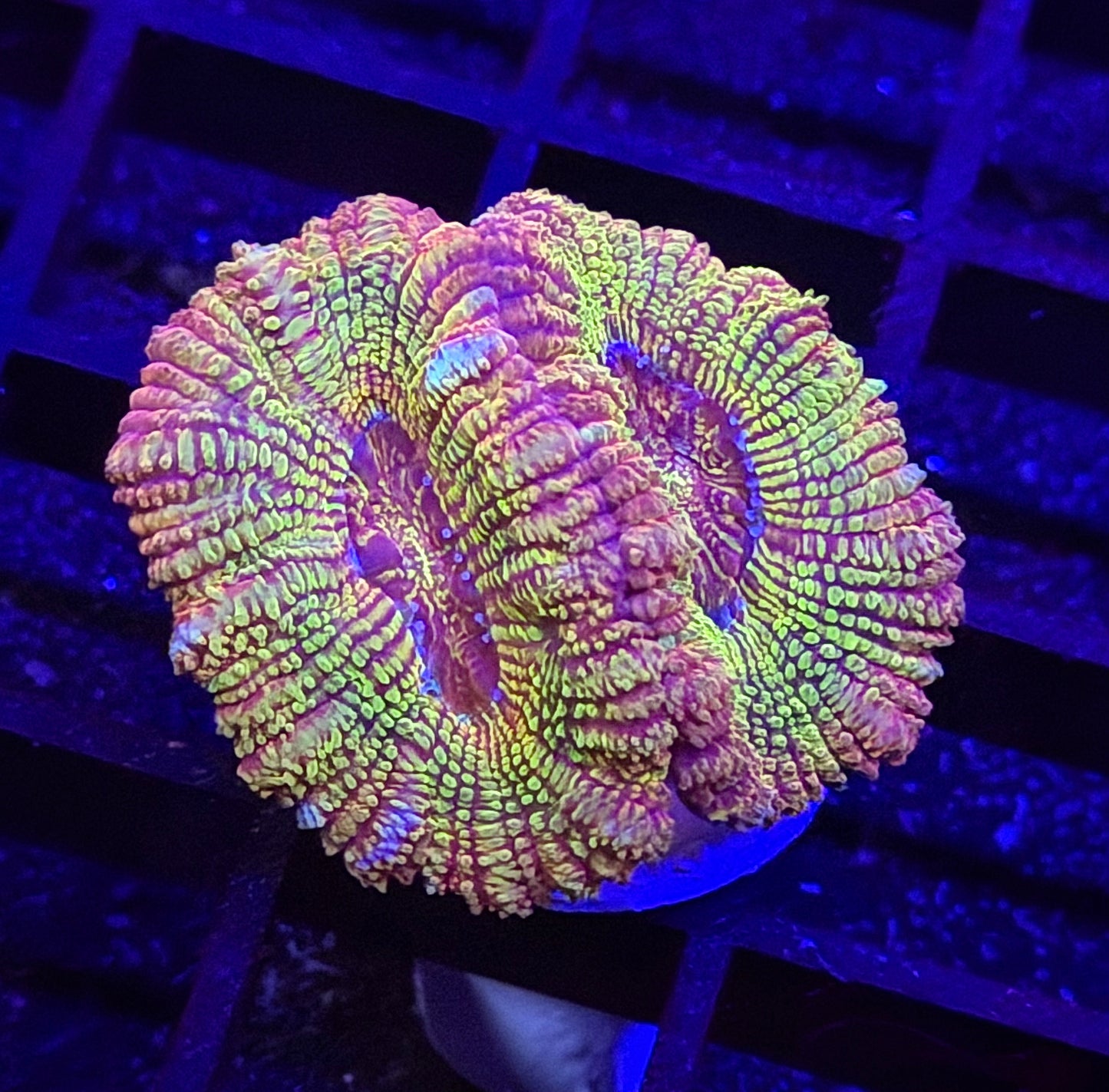 Fanny Flutter Glitter Asian Acan