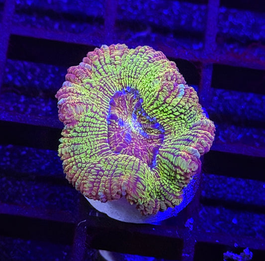Fanny Flutter Glitter Asian Acan