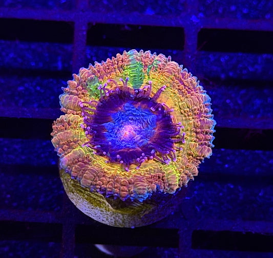 Chemical Romance Jawbreaker Acan