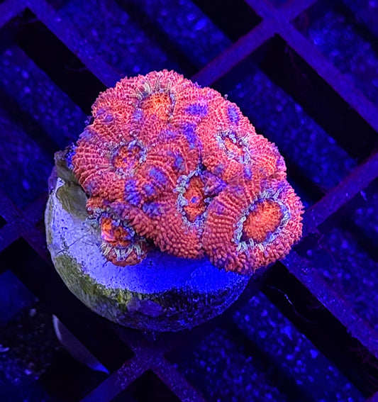 Cupid's Bow Micromussa