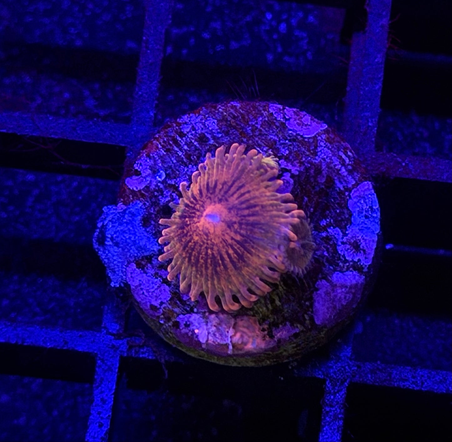 Speckled Krakatoa Zoa (Two Babies)