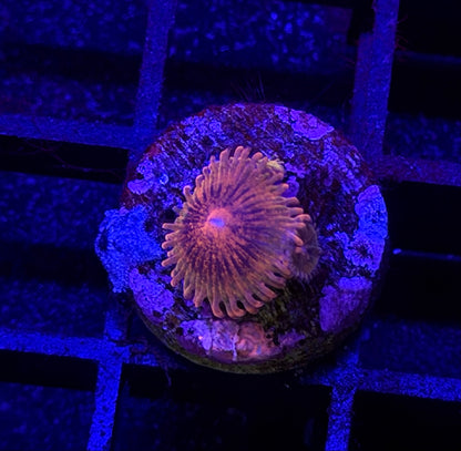 Speckled Krakatoa Zoa (Two Babies)