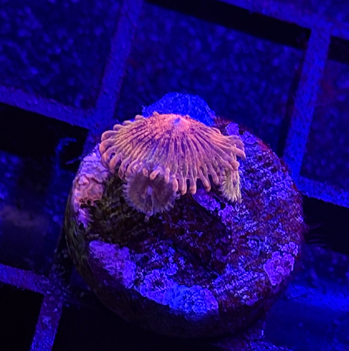 Speckled Krakatoa Zoa (Two Babies)