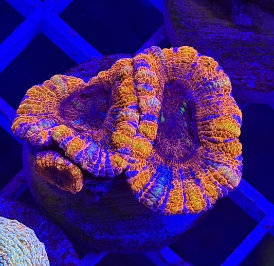 Chester's Chest Hairs Asian Acan w/ baby