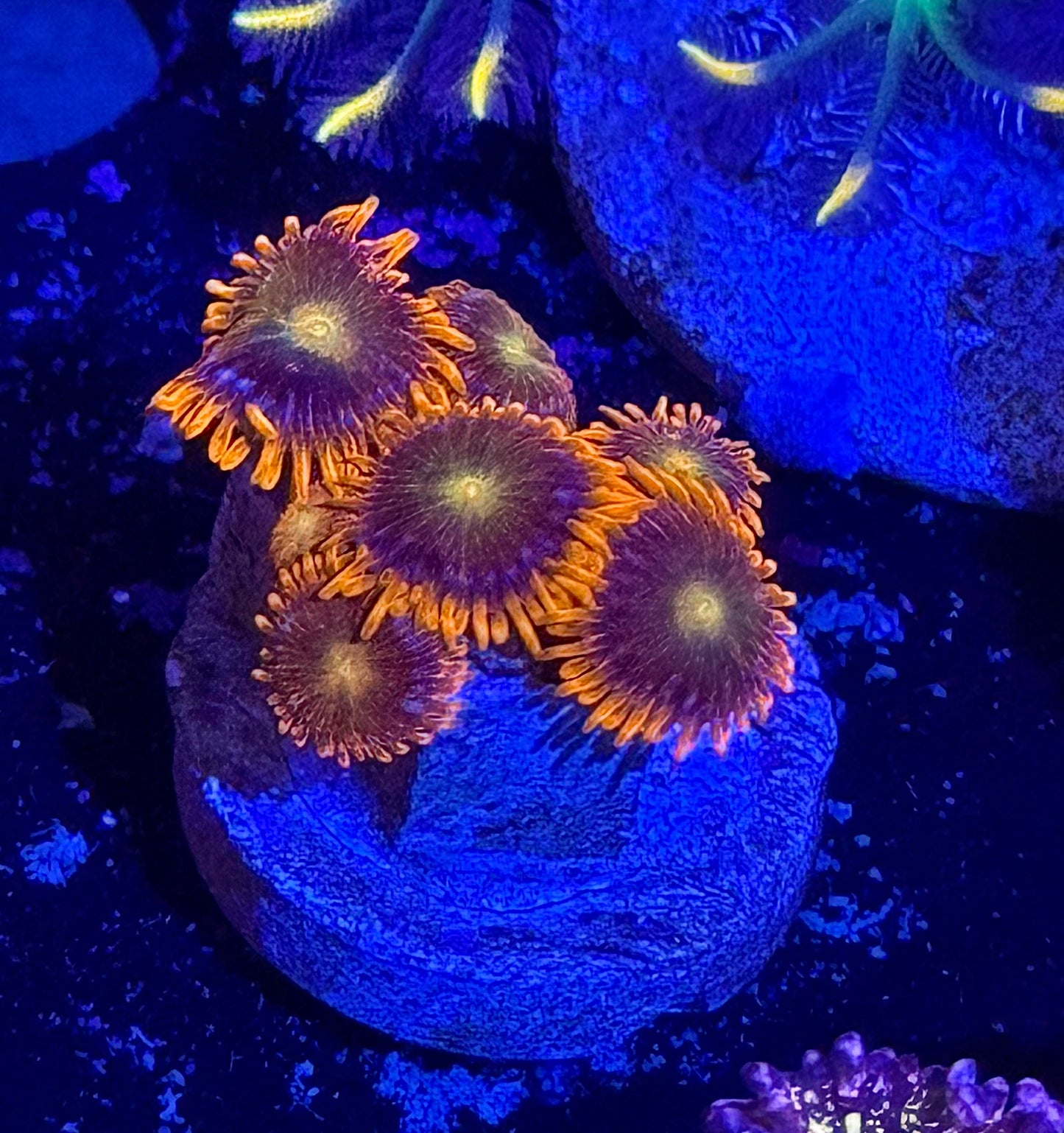 ACI Lorax Zoa