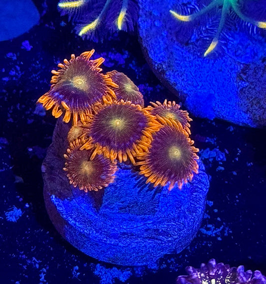 ACI Lorax Zoa