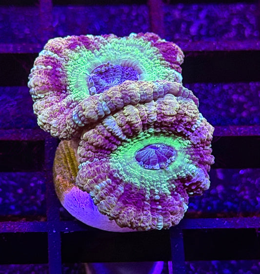 Jedi Mind Trick Asian Acan
