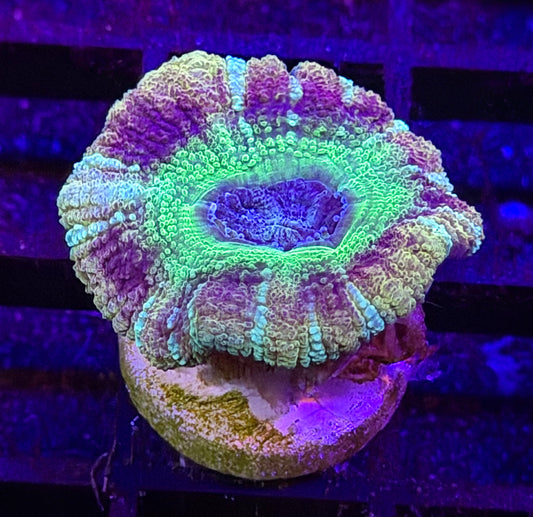 Jedi Mind Trick Asian Acan