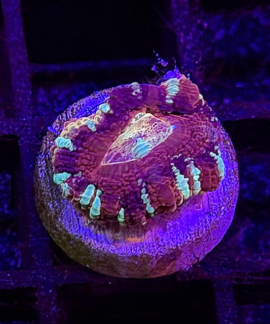 Suga Plum Asian Acan