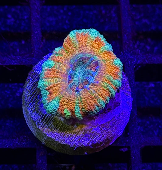 Mother Gaia Malay Acan (low grafting)