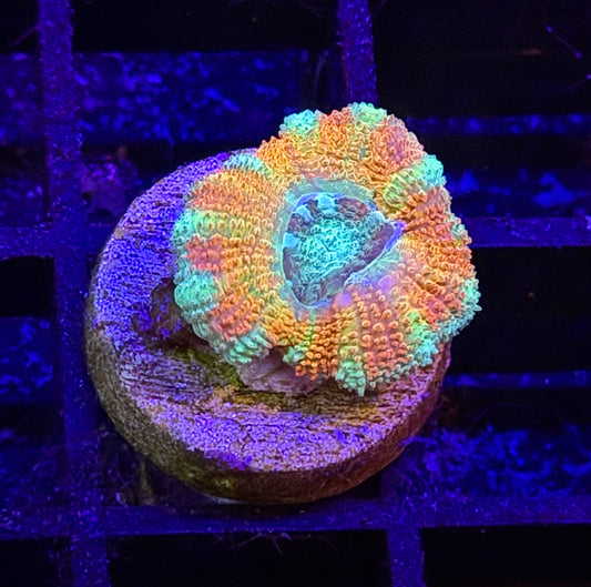 Mother Gaia Malay Acan