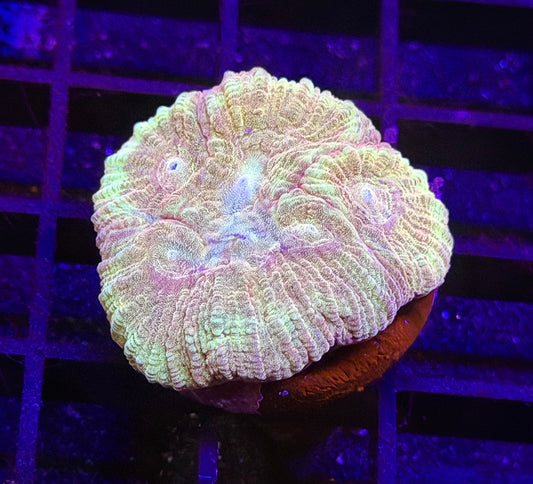 Glitter Favia