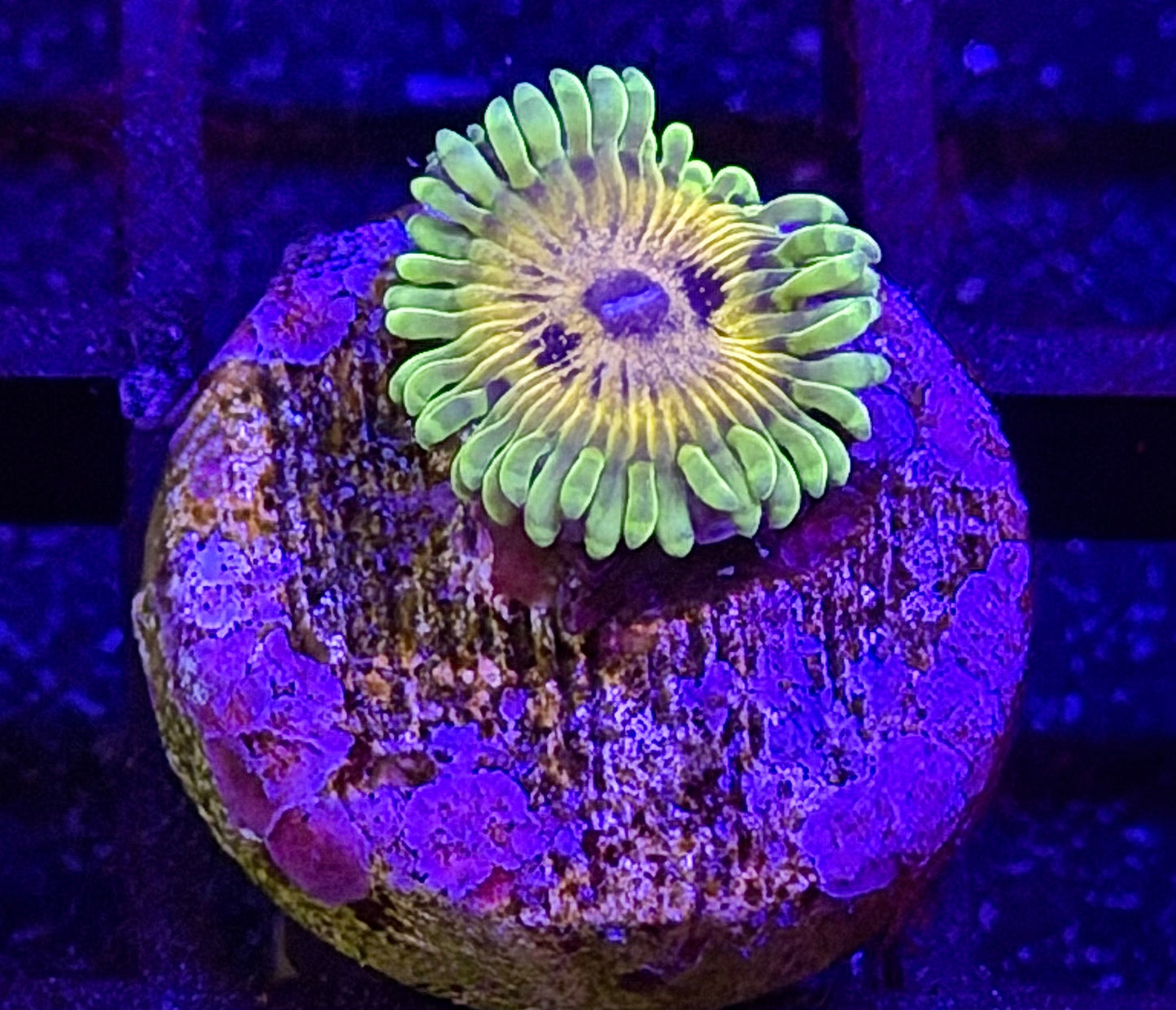 Big Bird Zoa