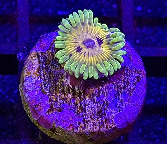 Big Bird Zoa