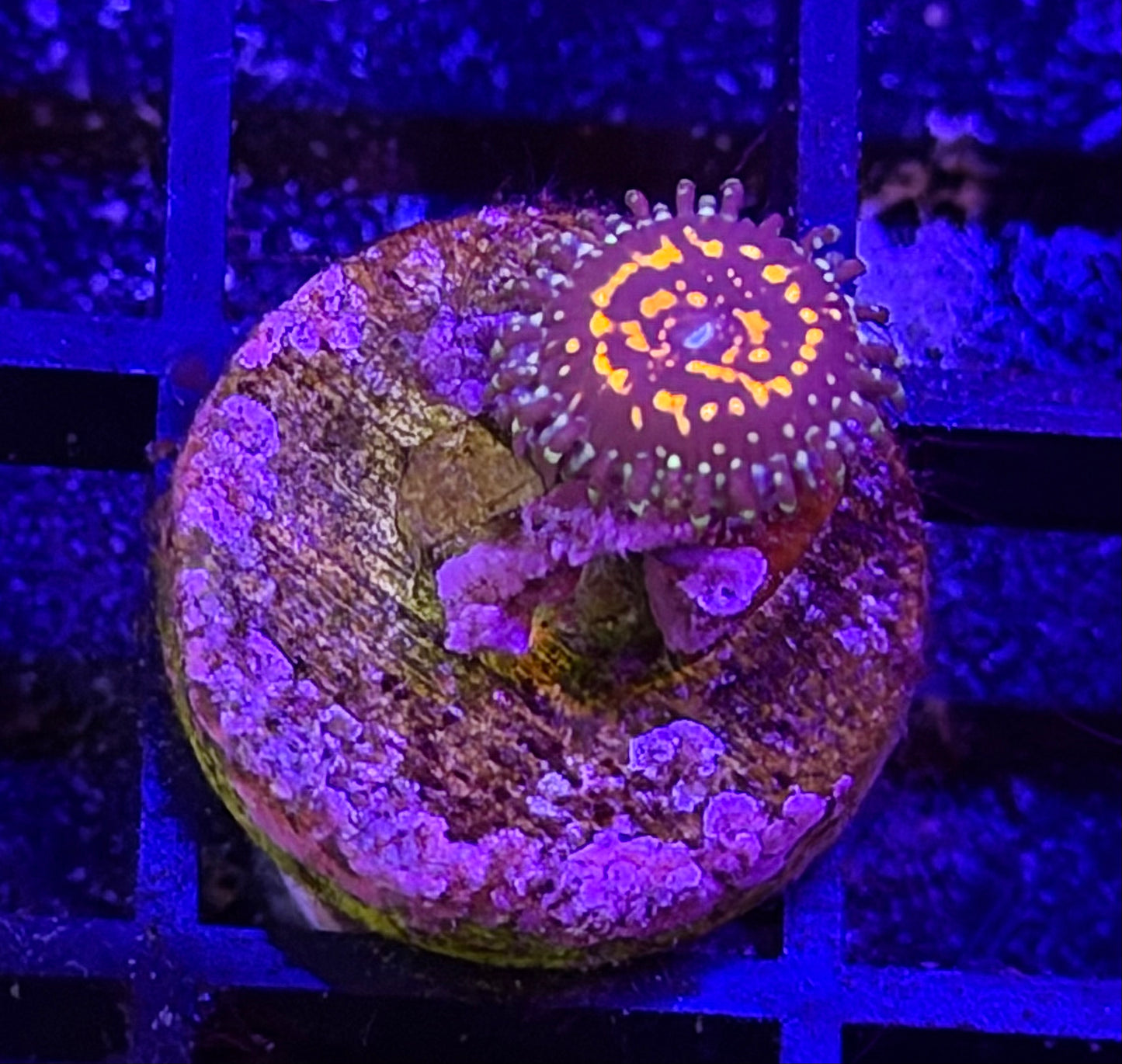 USM Zoa