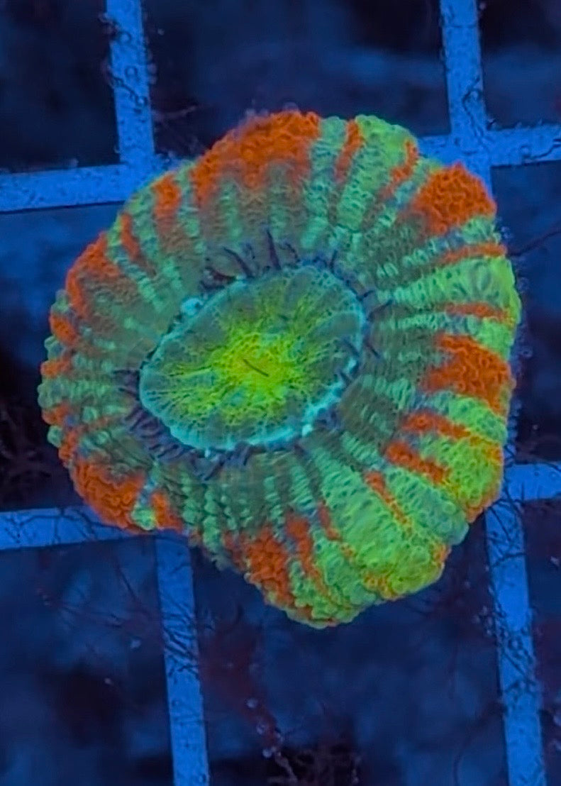 TPZ Turkey Tail Rainbow Asian Acan