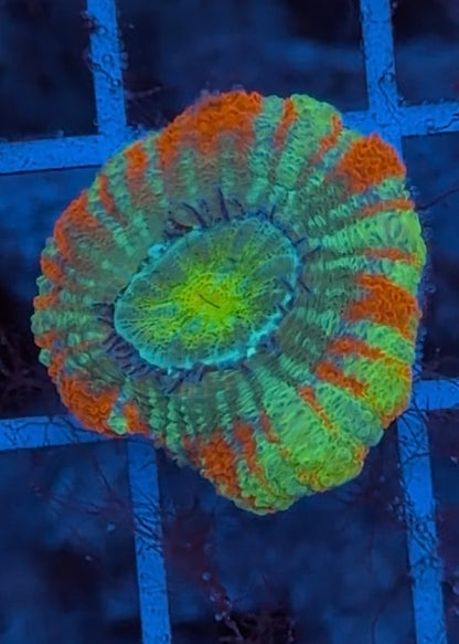 TPZ Turkey Tail Rainbow Asian Acan