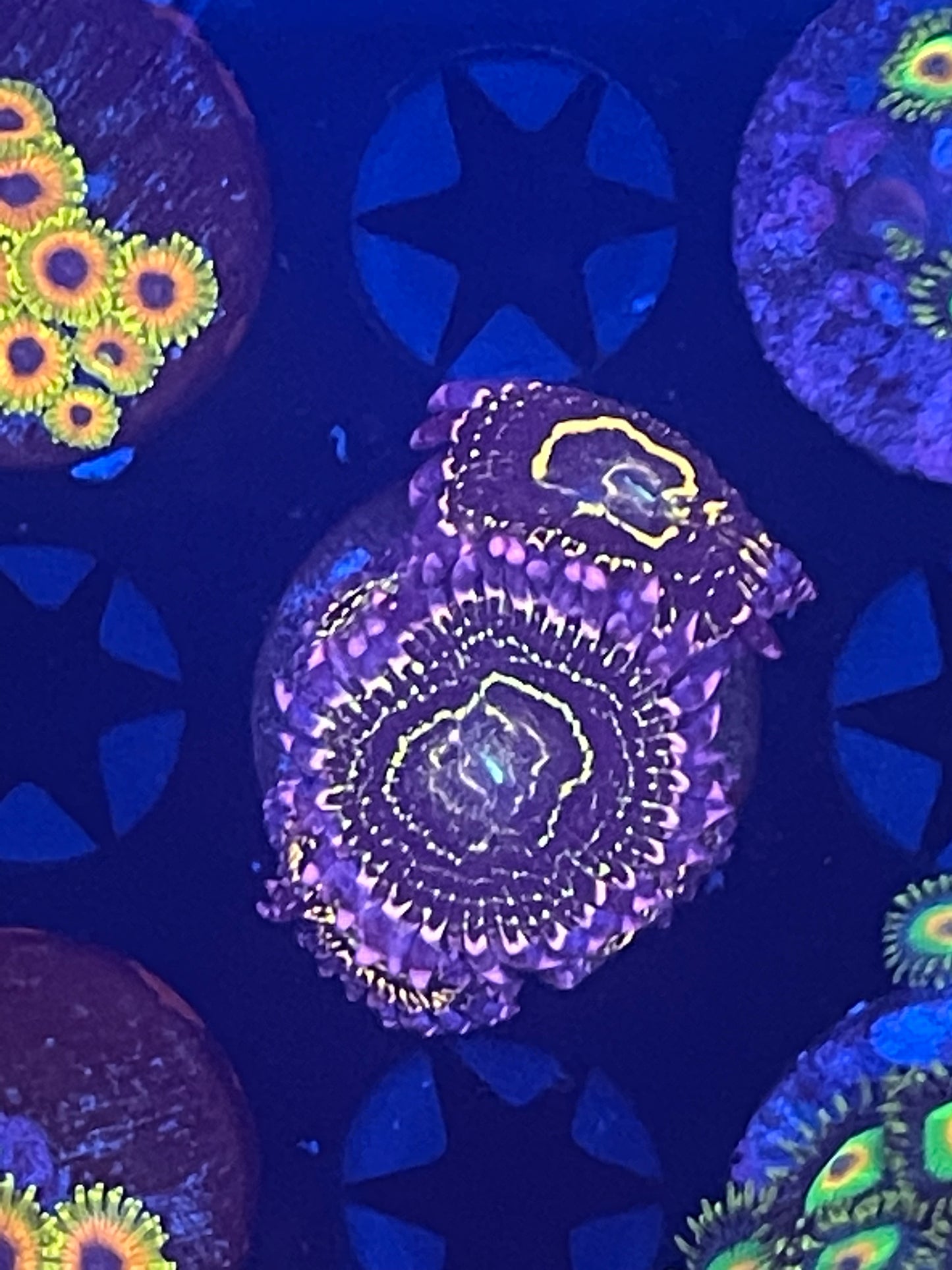 Indestructible Stratosphere Zoanthid