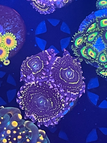 Indestructible Stratosphere Zoanthid