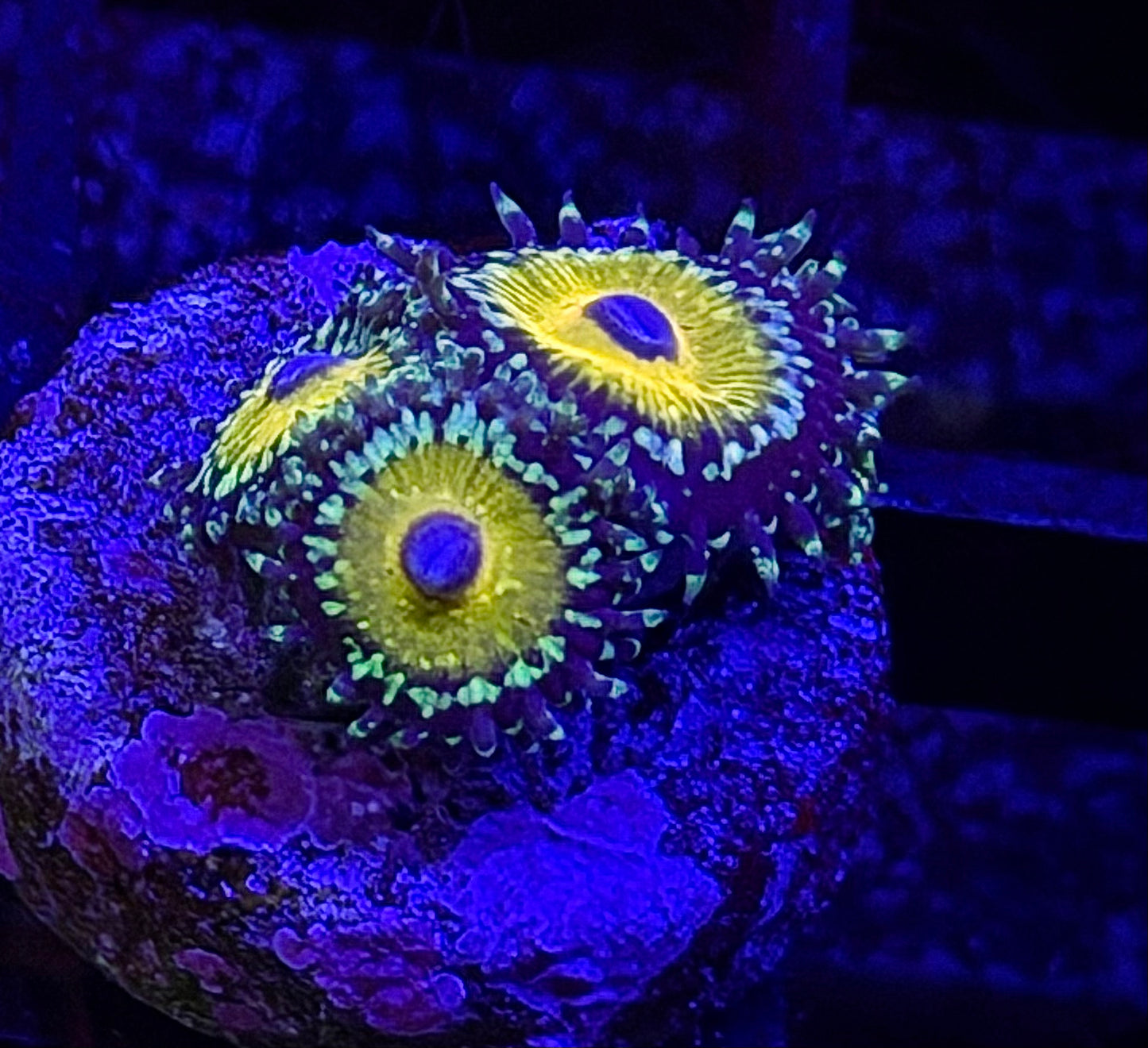 Godbeast Zoa (4 Polyps)