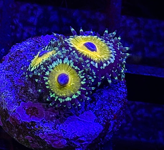 Godbeast Zoa (4 Polyps)