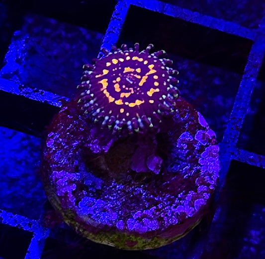 USM Zoa