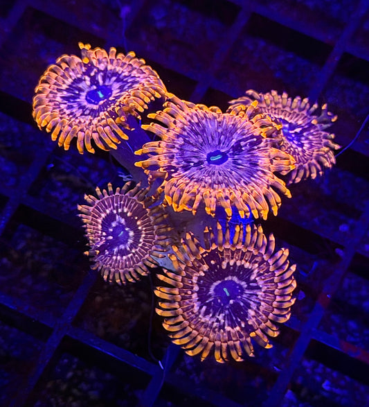 Utter Chaos Zoa